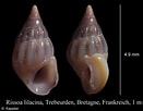 Image result for "rissoa Lilacina". Size: 131 x 102. Source: marinespecies.org