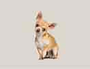 Image result for Chihuahua. Size: 132 x 102. Source: animalia-life.club