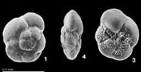 Afbeeldingsresultaten voor "globorotalia Scitula". Grootte: 198 x 102. Bron: www.mikrotax.org