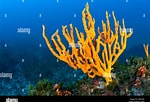 Image result for "axinella Verrucosa". Size: 150 x 102. Source: www.alamy.es