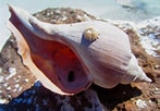 Image result for "neptunea Antiqua". Size: 147 x 102. Source: www.inaturalist.org