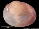 Image result for "lasaea Rubra". Size: 137 x 102. Source: naturalhistory.museumwales.ac.uk