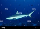 Image result for "carcharhinus Wheeleri". Size: 142 x 102. Source: www.alamy.com