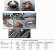mida de Resultat d'imatges per a Melybia Thalamita Anatomie.: 112 x 102. Font: www.researchgate.net