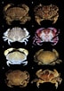 Afbeeldingsresultaten voor "actaeodes Hirsutissimus". Grootte: 72 x 102. Bron: www.researchgate.net