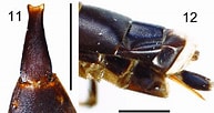Image result for Protubulanus theeli Stam. Size: 193 x 102. Source: www.researchgate.net