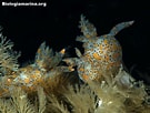 Image result for "thecacera Pennigera". Size: 135 x 102. Source: www.biologiamarina.org