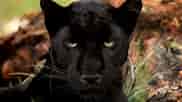 Black Animals ਲਈ ਪ੍ਰਤੀਬਿੰਬ ਨਤੀਜਾ. ਆਕਾਰ: 182 x 102. ਸਰੋਤ: animalsilo.com