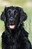Image result for Flat Coated Retriever. Size: 68 x 102. Source: br.pinterest.com