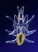 Afbeeldingsresultaten voor "notobranchaea Grandis". Grootte: 75 x 102. Bron: www.pinterest.co.uk