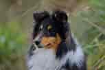 Image result for Shetland Sheepdog. Size: 153 x 102. Source: petfriendly.com