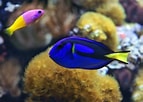 Image result for Tang Fish Species. Size: 143 x 102. Source: fishtankadvisor.com