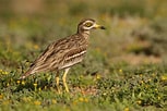 Image result for Eurasian Stone-curlew. Size: 153 x 102. Source: www.birdguides.com