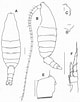 Afbeeldingsresultaten voor "bradycalanus Pseudotypicus". Grootte: 80 x 102. Bron: copepodes.obs-banyuls.fr