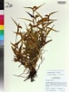 Image result for "evermannella Indica". Size: 76 x 102. Source: www.floraofalabama.org
