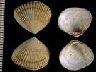 Afbeeldingsresultaten voor "timoclea Ovata". Grootte: 135 x 102. Bron: bishogai.com