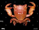 Image result for Ranina Ranina Spanner Crab. Size: 131 x 102. Source: www.alamy.com