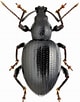 Image result for "achaeus Brevidactylus". Size: 80 x 102. Source: www.zin.ru