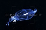 Image result for "teuthowenia Pellucida". Size: 155 x 102. Source: deepseaphotography.com