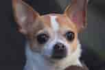 Image result for Chihuahua. Size: 153 x 102. Source: www.animalsaroundtheglobe.com