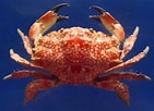 Image result for "lophozozymus Incisus". Size: 141 x 102. Source: www.ecrater.co.uk