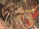 Image result for "panulirus Pascuensis". Size: 135 x 102. Source: reeflifesurvey.com
