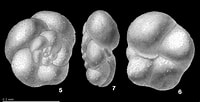 Afbeeldingsresultaten voor "globorotalia Scitula". Grootte: 200 x 102. Bron: www.mikrotax.org