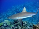 Image result for "carcharhinus Fitzroyensis". Size: 136 x 102. Source: www.nhptv.org