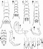 Afbeeldingsresultaten voor "panopeus Meridionalis". Grootte: 90 x 102. Bron: bioone.org
