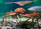 Image result for grootste krab ter wereld. Size: 141 x 102. Source: www.imagesofbirmingham.co.uk