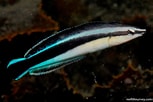 Image result for "dinophilus Taeniatus". Size: 153 x 102. Source: reeflifesurvey.com