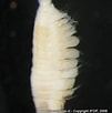 Image result for "spiophanes Kroeyeri". Size: 101 x 102. Source: www.ifop.cl