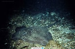Image result for "raja Maderensis". Size: 154 x 102. Source: www.reeflex.net