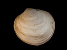 Afbeeldingsresultaten voor "diplodonta Rotundata". Grootte: 136 x 102. Bron: www.habitas.org.uk