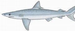 Image result for "carcharhinus Signatus". Size: 241 x 102. Source: de-academic.com