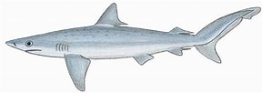 Image result for "carcharhinus Signatus". Size: 288 x 102. Source: de-academic.com