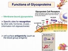 Image result for Structure of Glycoprotein. Size: 136 x 102. Source: www.slideserve.com