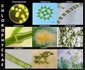 Afbeeldingsresultaten voor Algae species. Grootte: 124 x 102. Bron: ibiologia.com