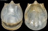 Image result for Cavolinia globulosa. Size: 155 x 102. Source: gastropods.com