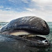 Image result for Baleen Whale. Size: 102 x 102. Source: nghenhansu.edu.vn
