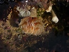 Afbeeldingsresultaten voor "bispira Volutacornis". Grootte: 136 x 102. Bron: www.coastwisenorthdevon.org.uk