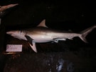 Image result for "carcharhinus Isodon". Size: 135 x 102. Source: www.fishbiosystem.ru