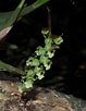 Image result for "mysidopsis Gibbosa". Size: 79 x 102. Source: www.epharmacognosy.com