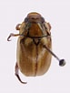 Image result for Anobothrus gracilis. Size: 77 x 102. Source: v3.boldsystems.org
