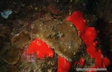 Image result for "agaricia Grahamae". Size: 157 x 102. Source: bioobs.fr