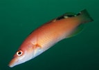 Image result for Labrus mixtus. Size: 143 x 102. Source: www.britishmarinelifepictures.co.uk
