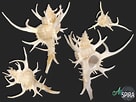 Image result for "tholospira cervicornis". Size: 136 x 102. Source: allspira.com