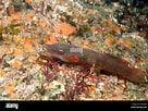 Image result for "lepadogaster Candollei". Size: 136 x 102. Source: www.alamy.com