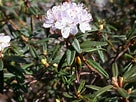 Afbeeldingsresultaten voor "castanidium Vanhoeffeni". Grootte: 136 x 102. Bron: www.rhododendron.dk