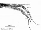 Image result for "discoconchoecia Elegans". Size: 137 x 102. Source: www.arcodiv.org